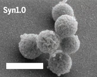 Syn1.0, created in 2010, was the world’s first synthetic genome. Image: Hutchison et al., 2016/Science